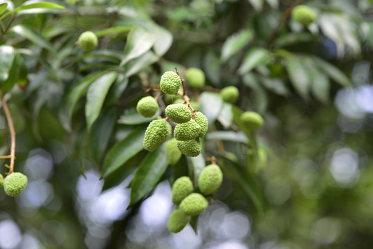 青荔枝