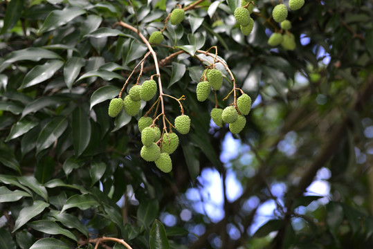 青荔枝