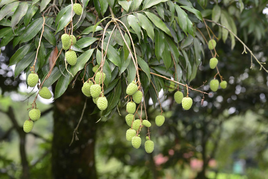 青荔枝