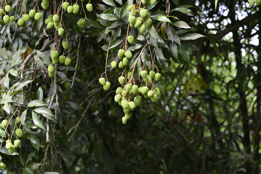 青荔枝