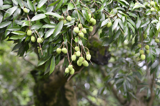 青荔枝