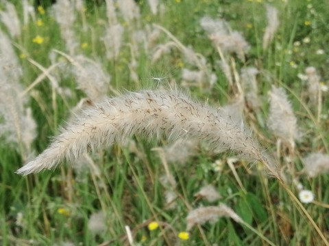 茅草花