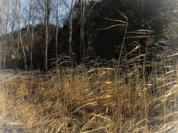 冬季的干枯芦苇丛