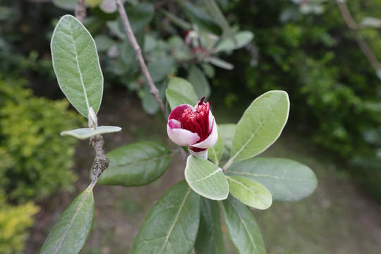 菲油果开花