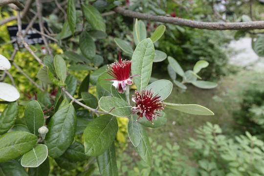 菲油果开花