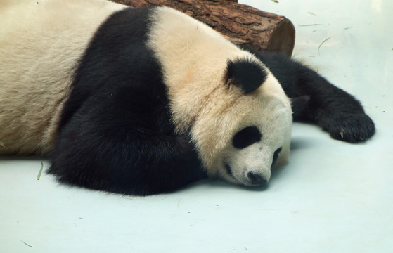 大青山野生动物熊猫