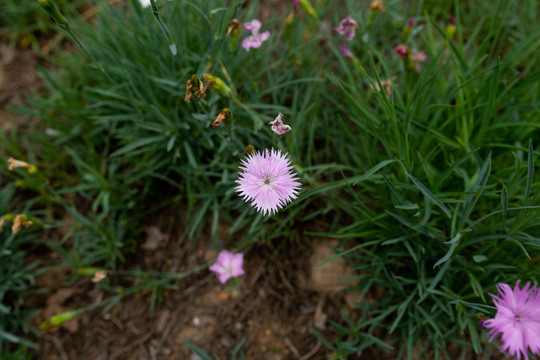 石竹花