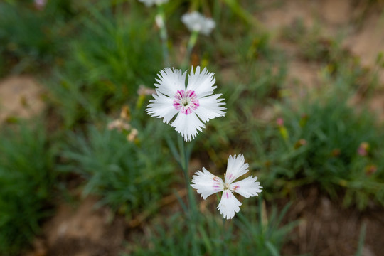 石竹花