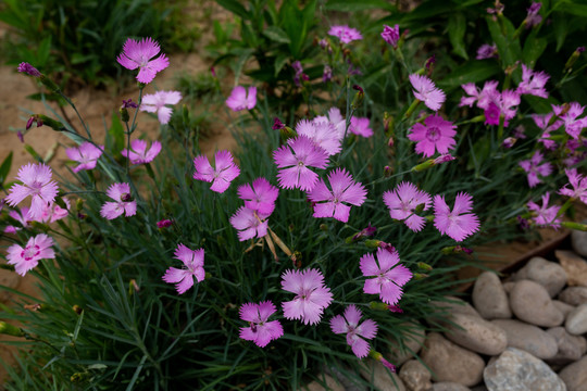 石竹花