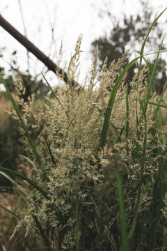 高羊茅