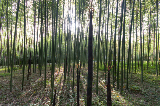 阳光洒进竹林