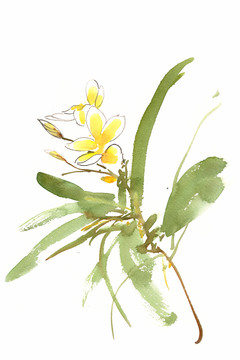 黃色的小花
