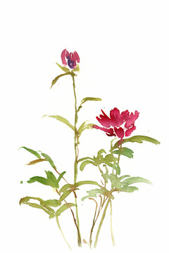 紅色月季