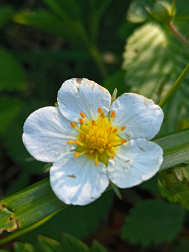 草莓花