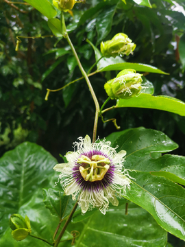 百香果花