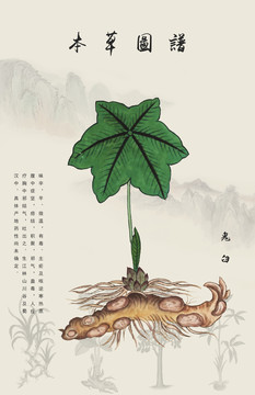 八角蓮