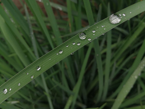 草叶上的露水