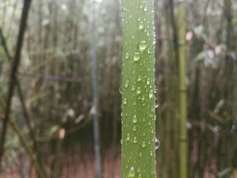 竹子上的雨水