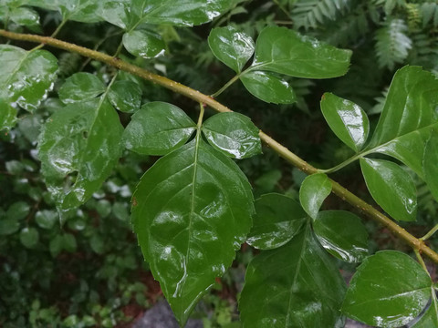 绿叶雨水