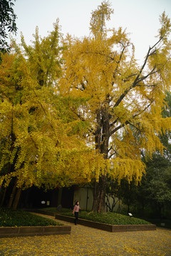 500年树龄银杏树