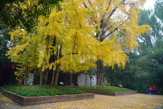 500年树龄银杏树