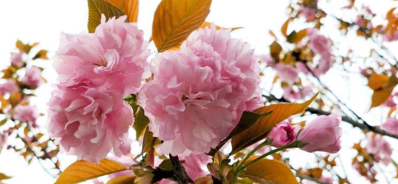 清香粉色樱花盛开