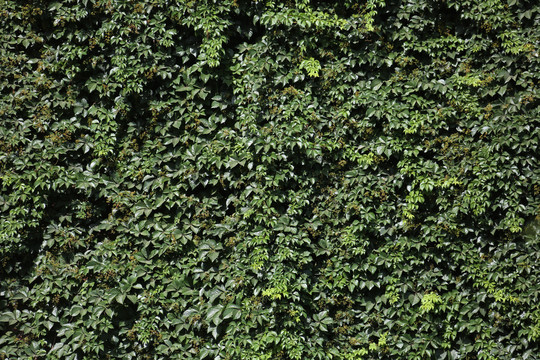 高清绿植墙