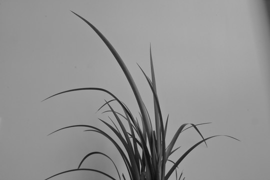 黑白香草兰花图