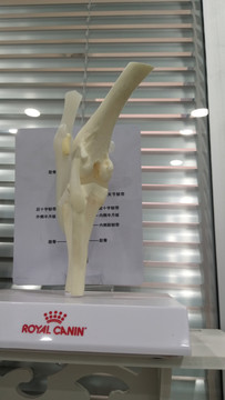 膝盖关节模型