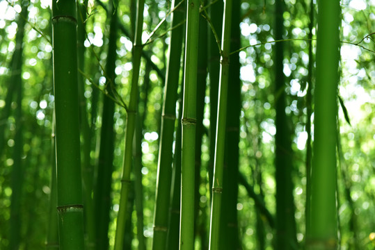 绿竹林翠竹林毛竹林竹子