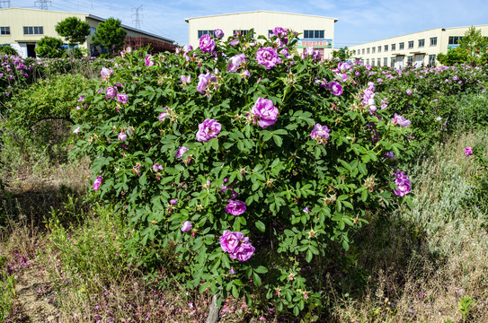 玫瑰花