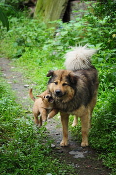 犬母子