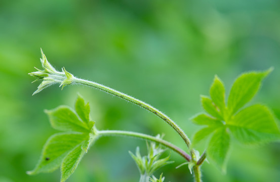 绿叶小草