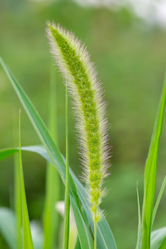 狗尾草小草