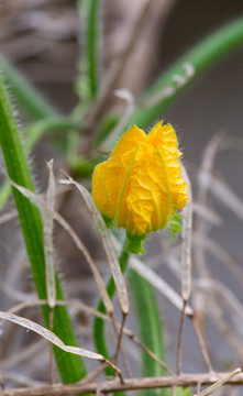 丝瓜花