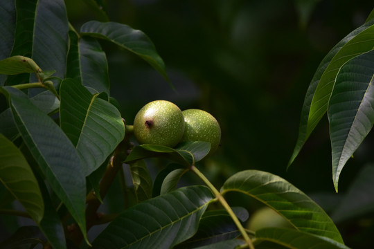 青核桃