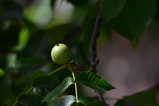 青核桃