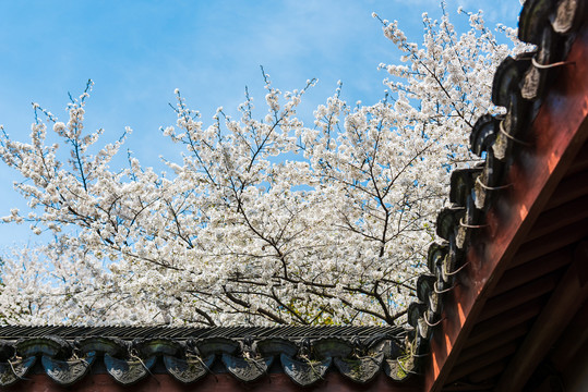 古典园林与樱花