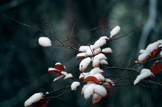 雪