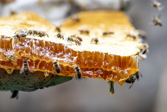 蜜蜂蜂蜜中蜂