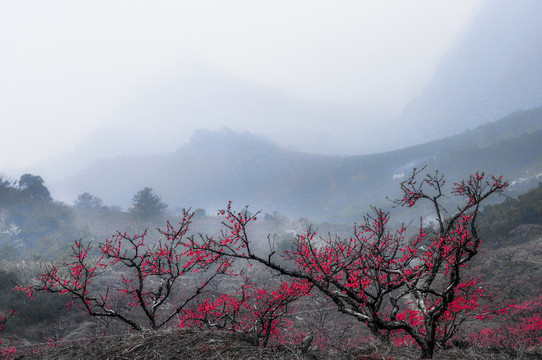 桃花古村