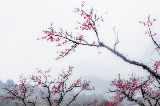 桃花古村