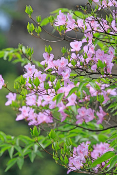 杜鹃花