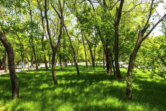 绿树林绿草坪