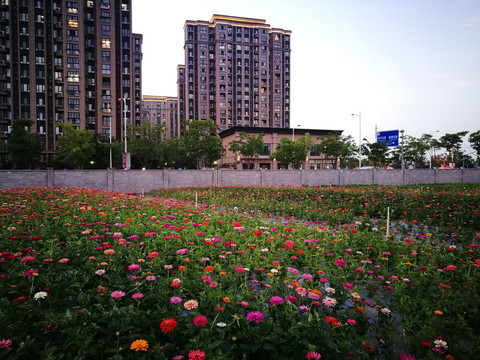 城市花海