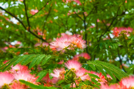 合欢花树