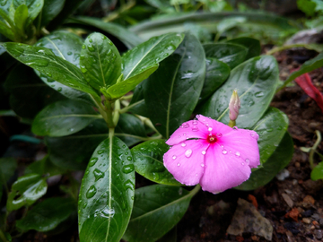 长春花