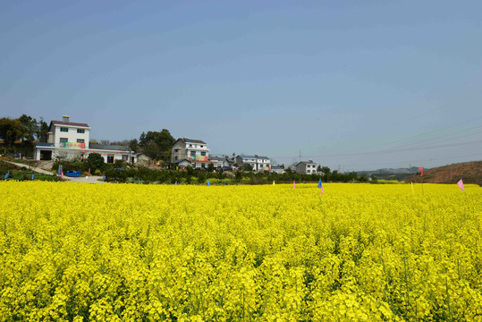 美丽乡村油菜花海