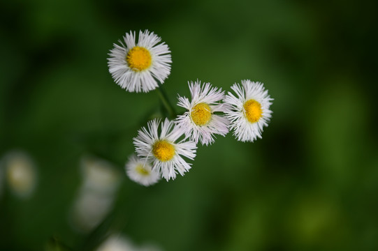 小野花