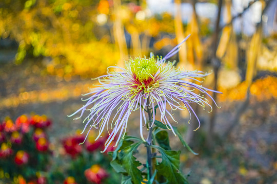 菊花高清大图